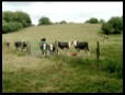 But the cows look on unbelieving .